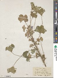 Malva sylvestris image