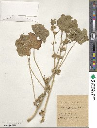 Malva verticillata image