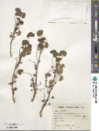 Malva neglecta image