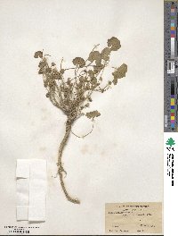 Malva neglecta image