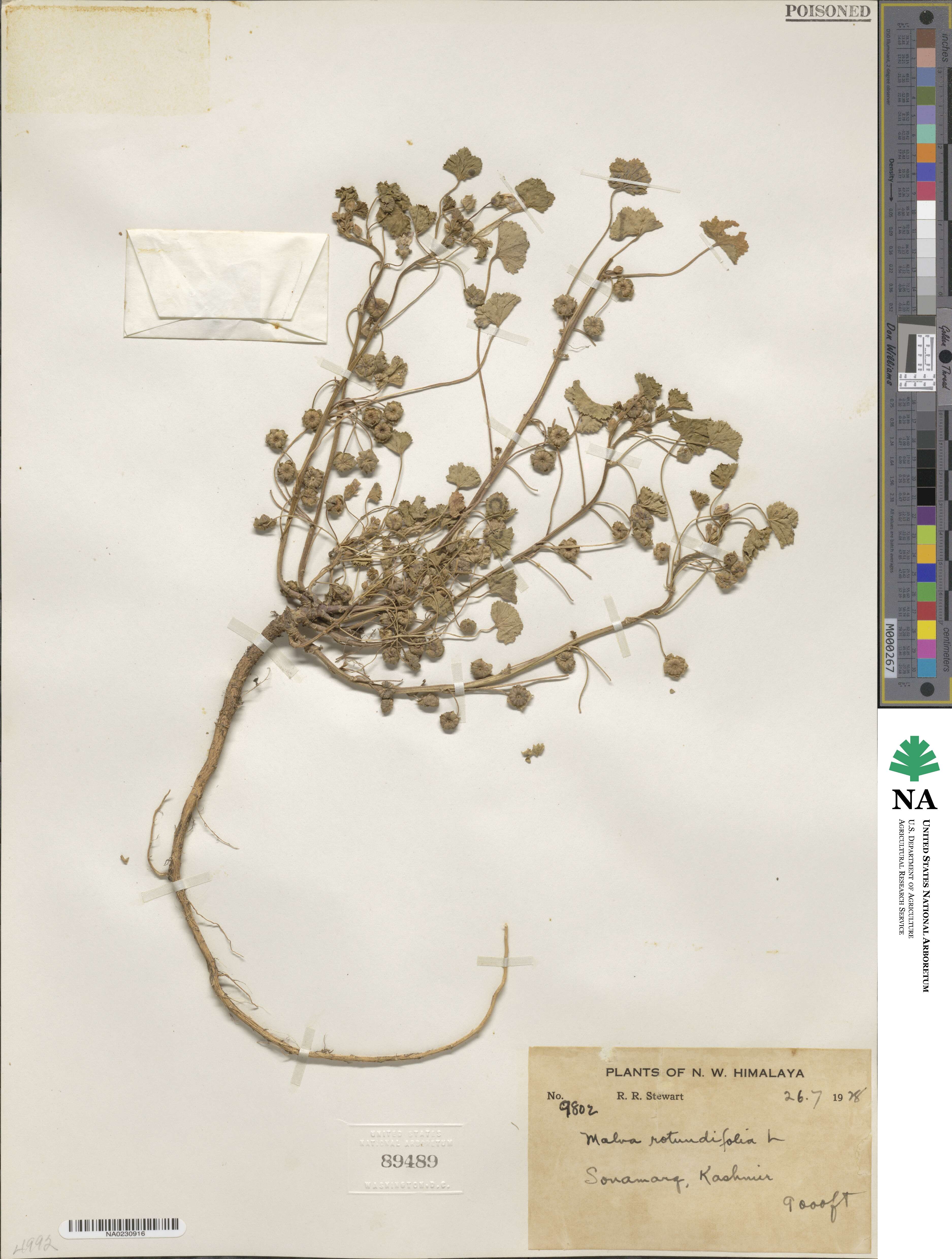Malva rotundifolia image