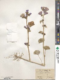 Malva sylvestris image