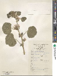 Malva verticillata image