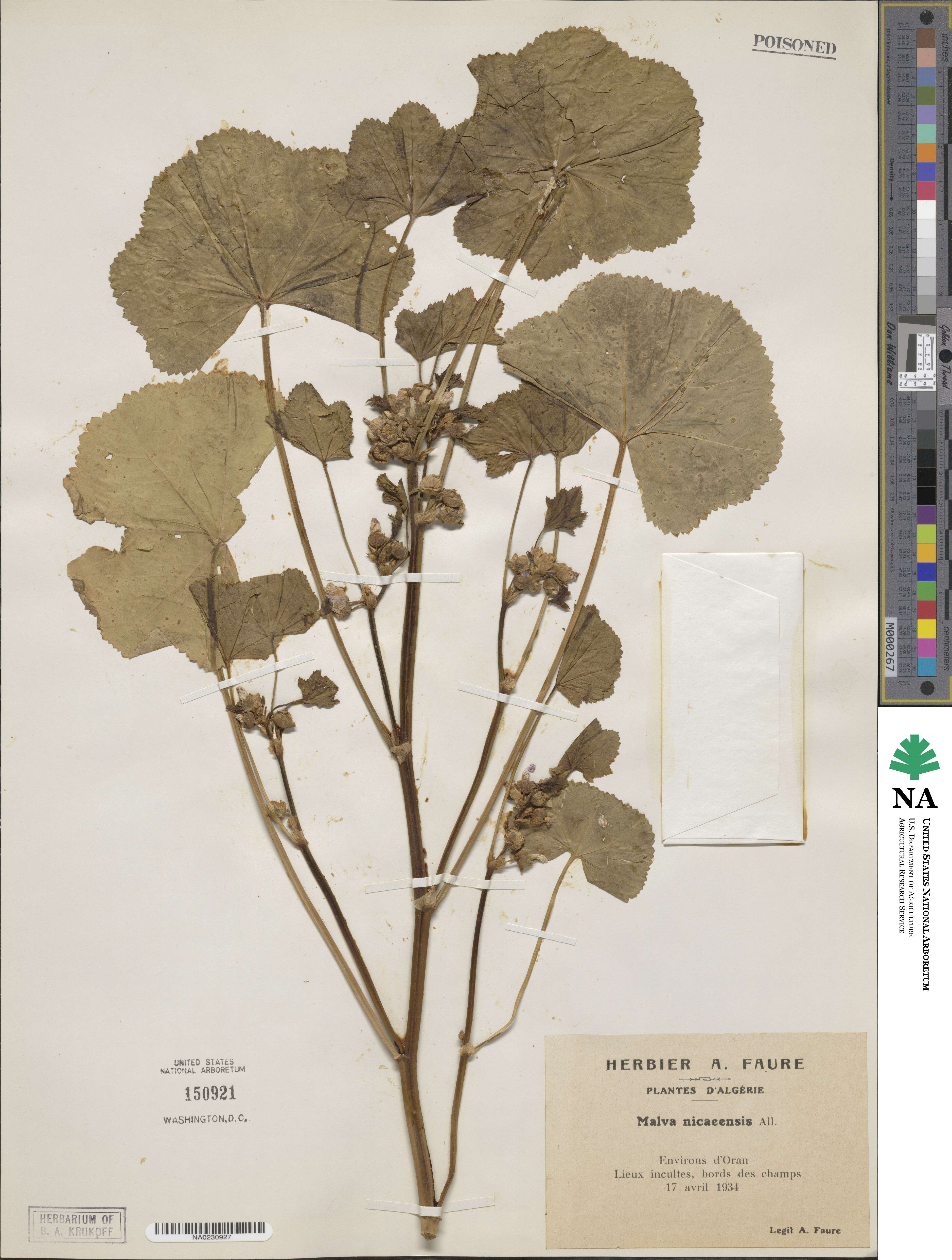 Malva nicaeensis image