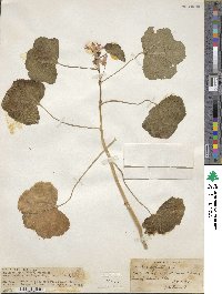 Malva sylvestris image