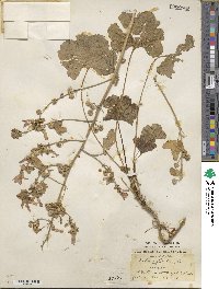 Malva sylvestris image