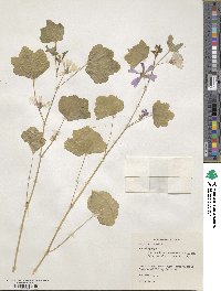 Malva sylvestris image