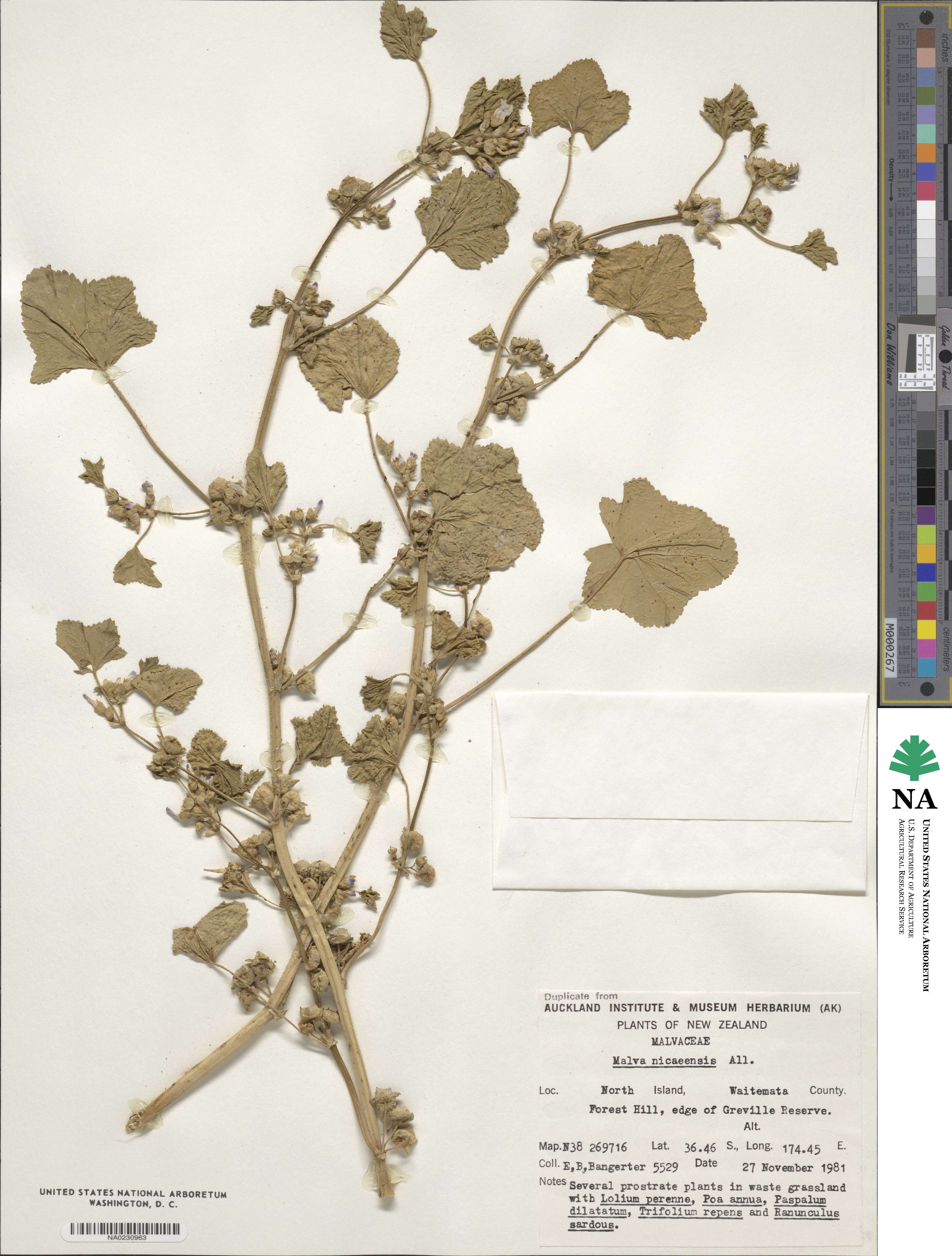 Malva nicaeensis image