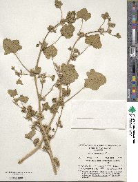 Malva nicaeensis image