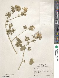 Malva alcea image