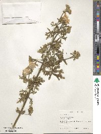 Malva alcea image
