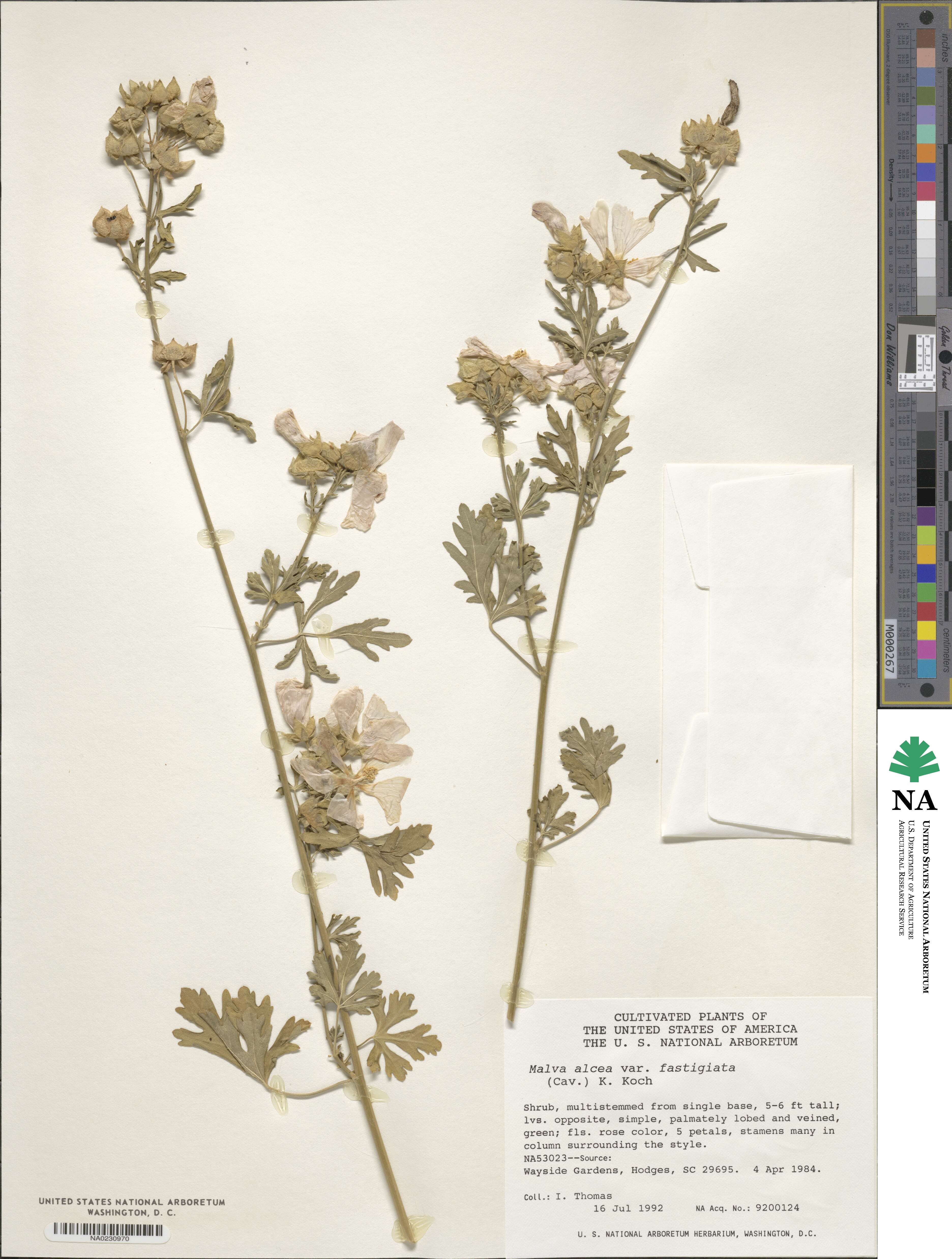 Malva alcea image
