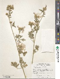 Malva alcea subsp. alcea image