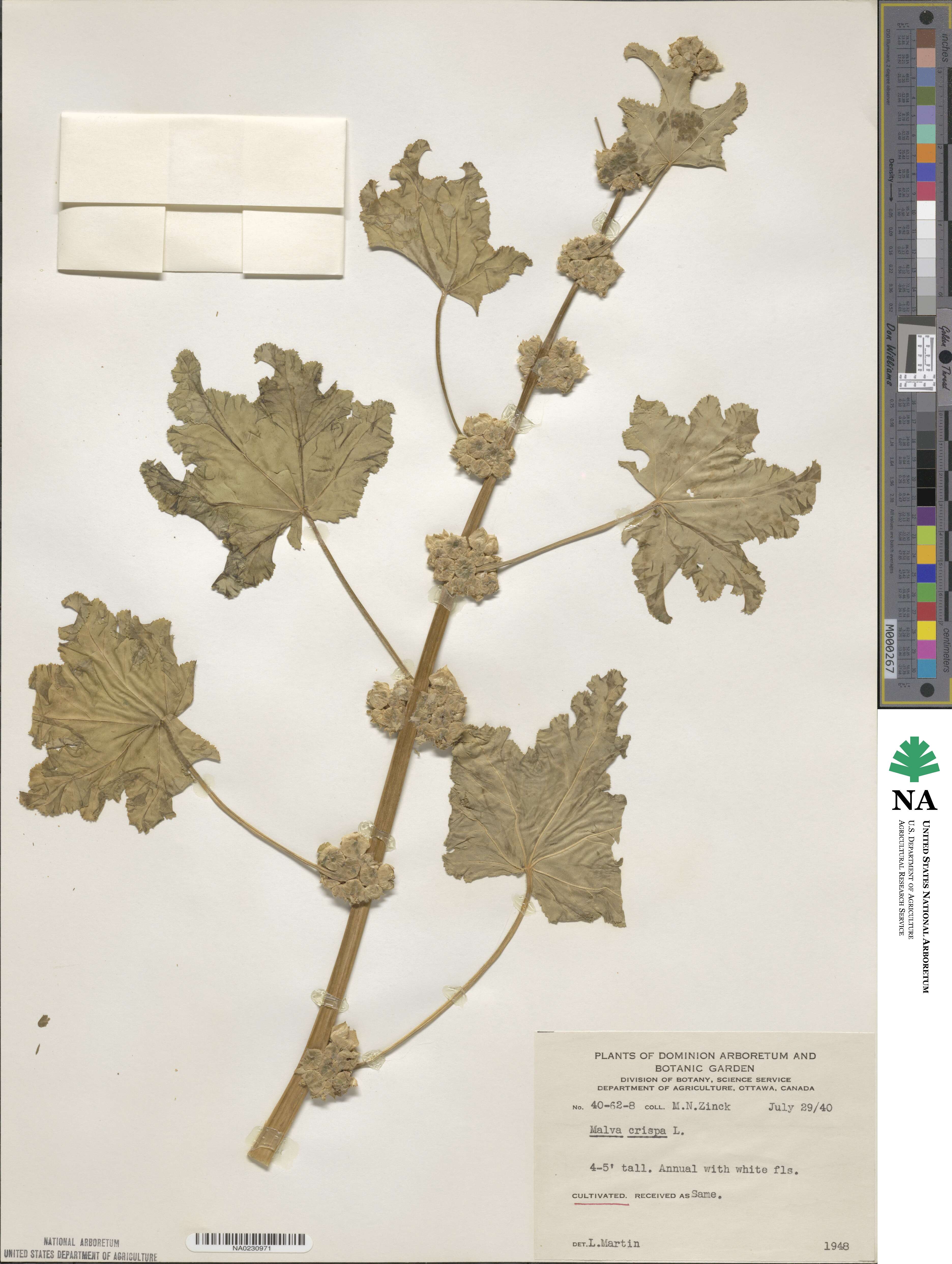 Malva verticillata image