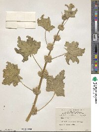 Malva verticillata image