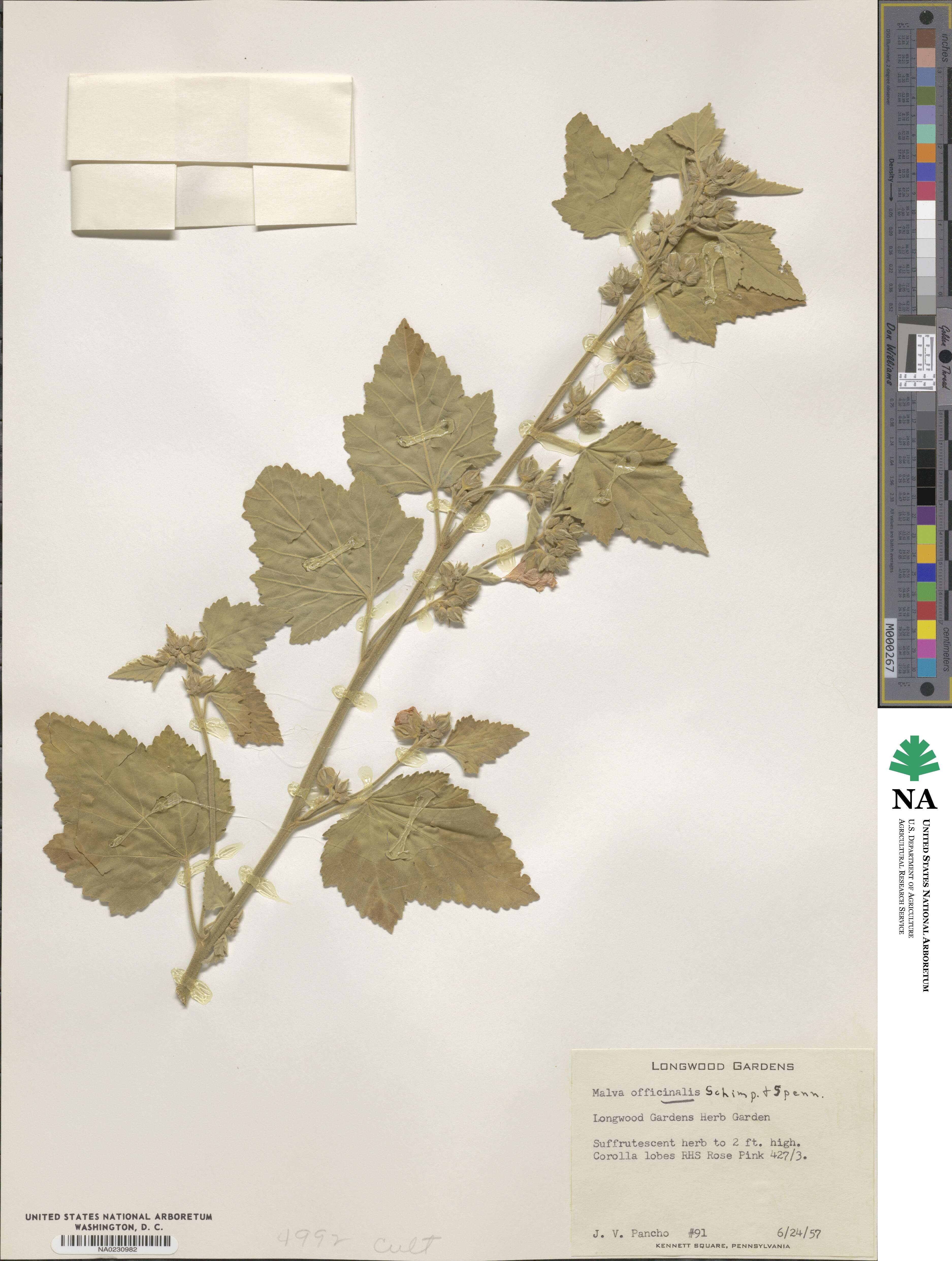 Althaea officinalis image