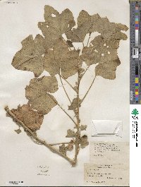 Malva parviflora image