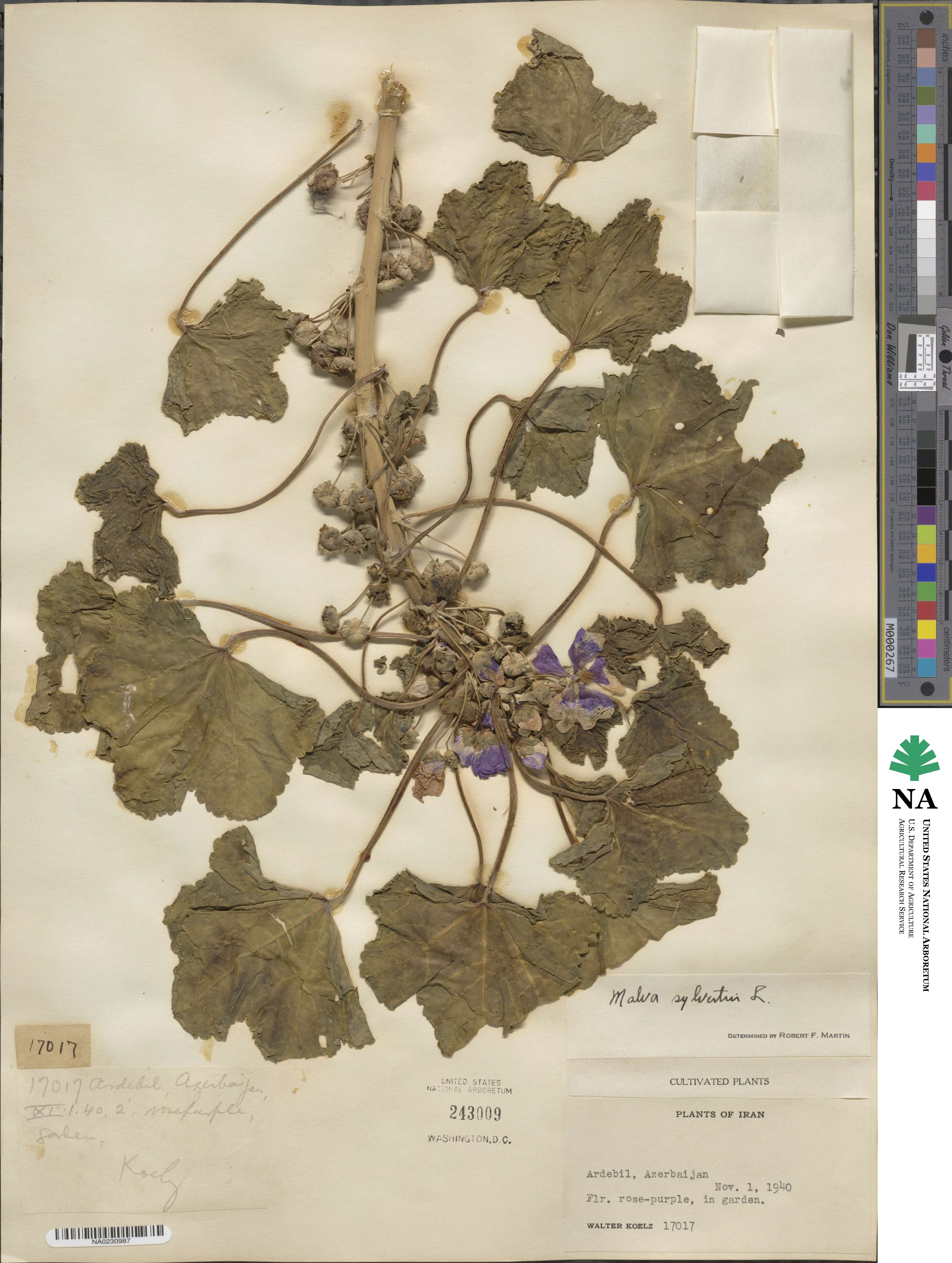 Malva sylvestris image