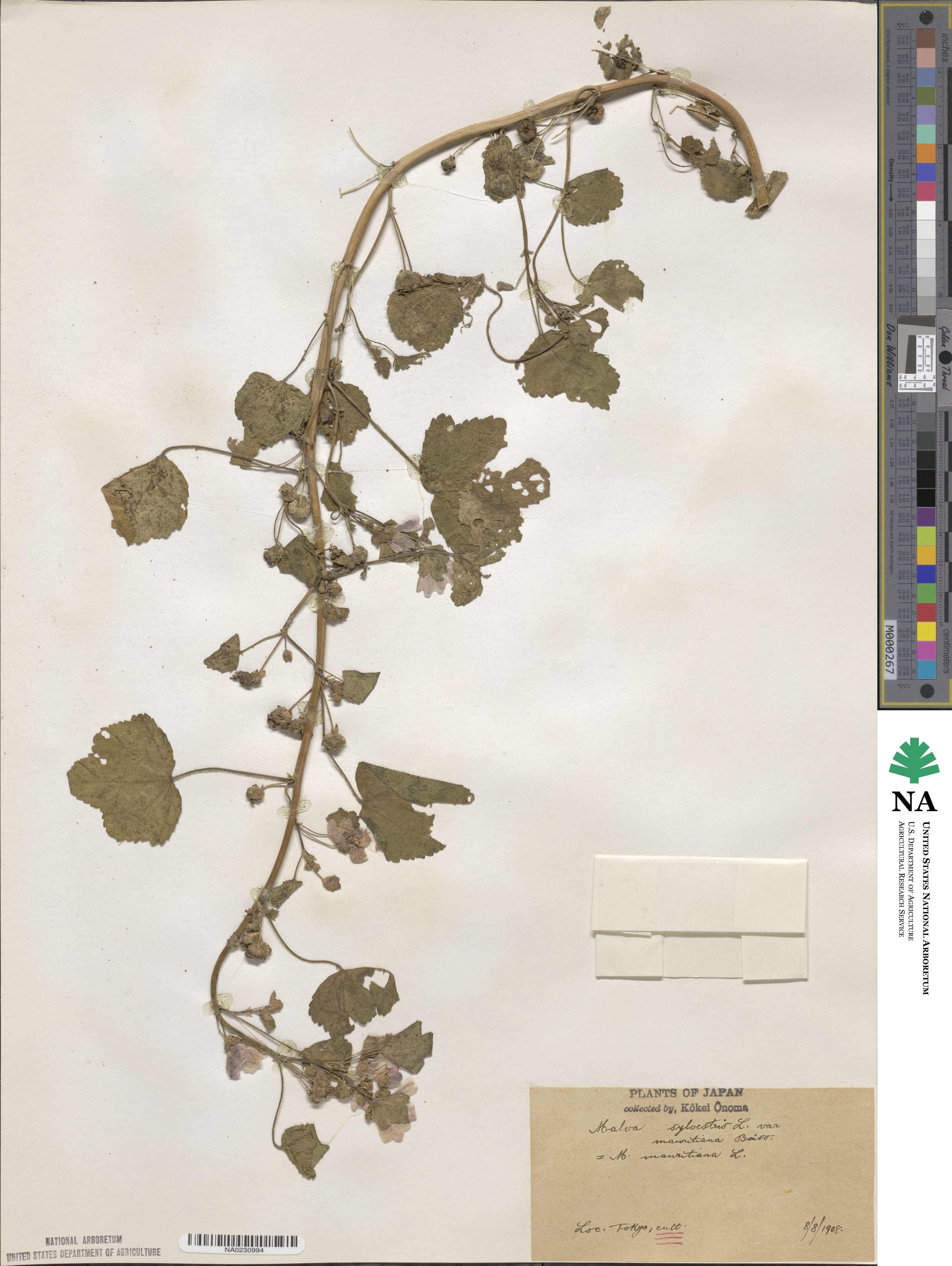 Malva sylvestris image