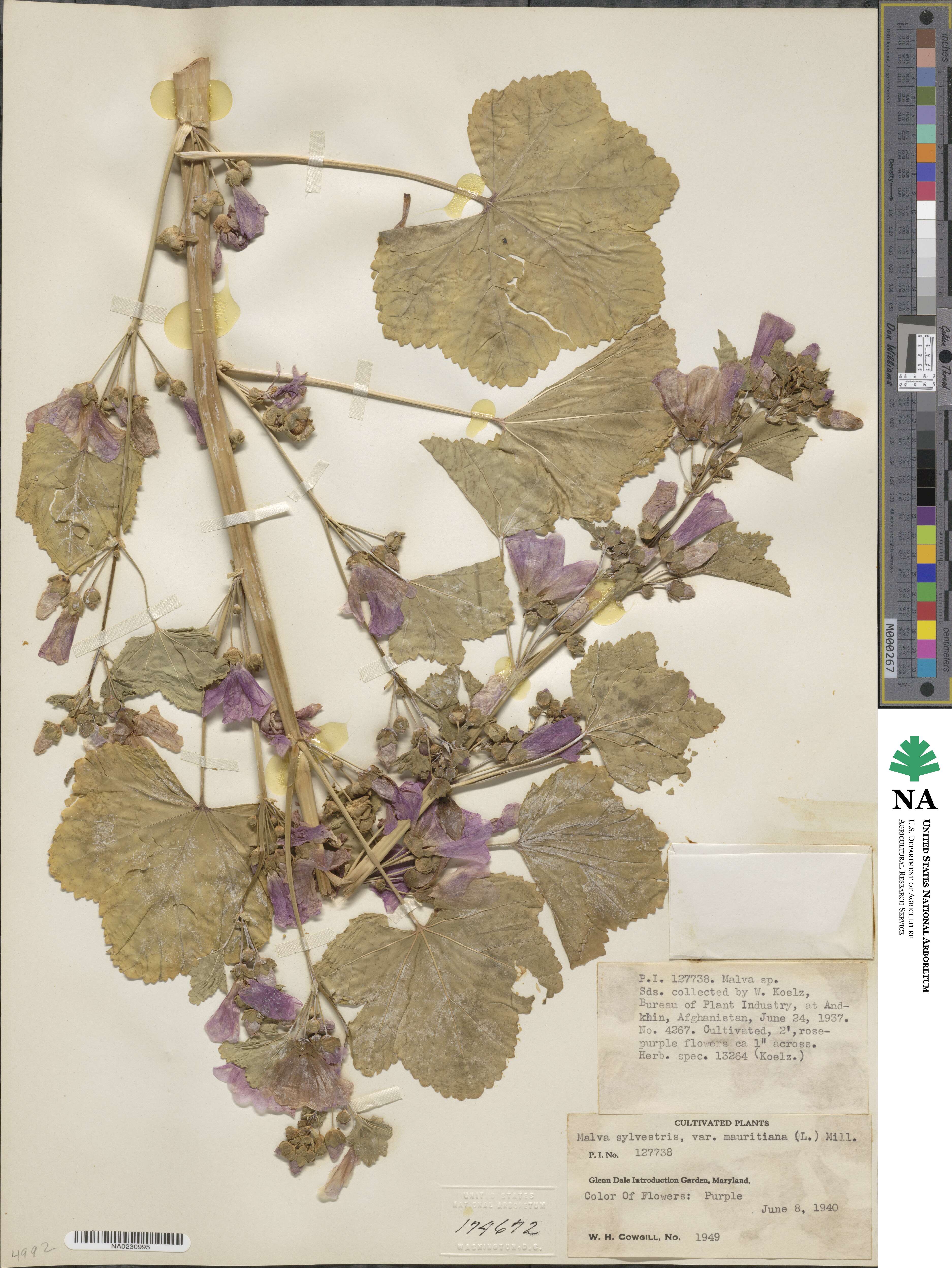 Malva sylvestris var. mauritiana image