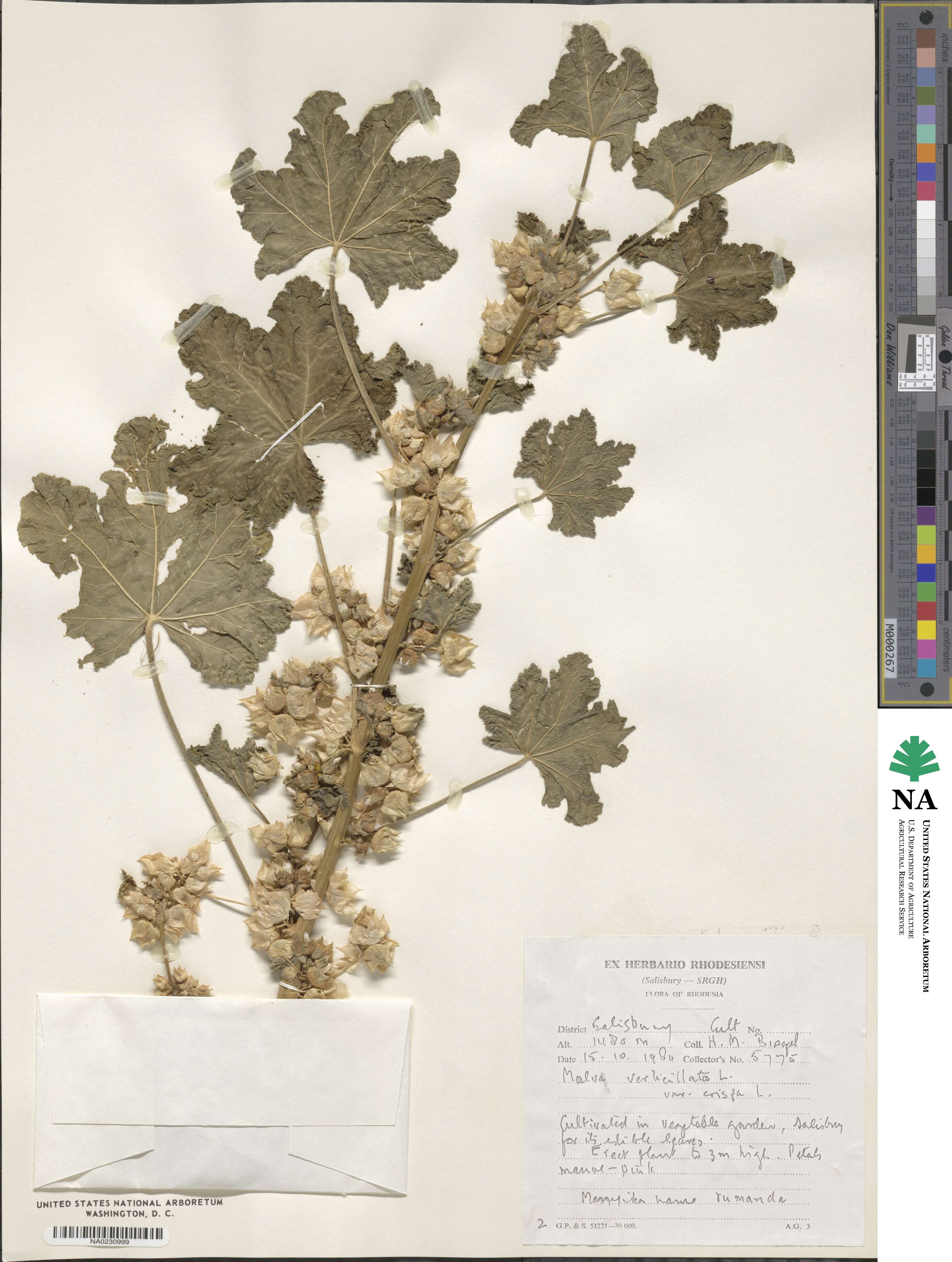 Malva verticillata image