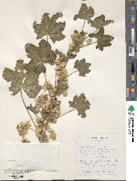 Malva verticillata image