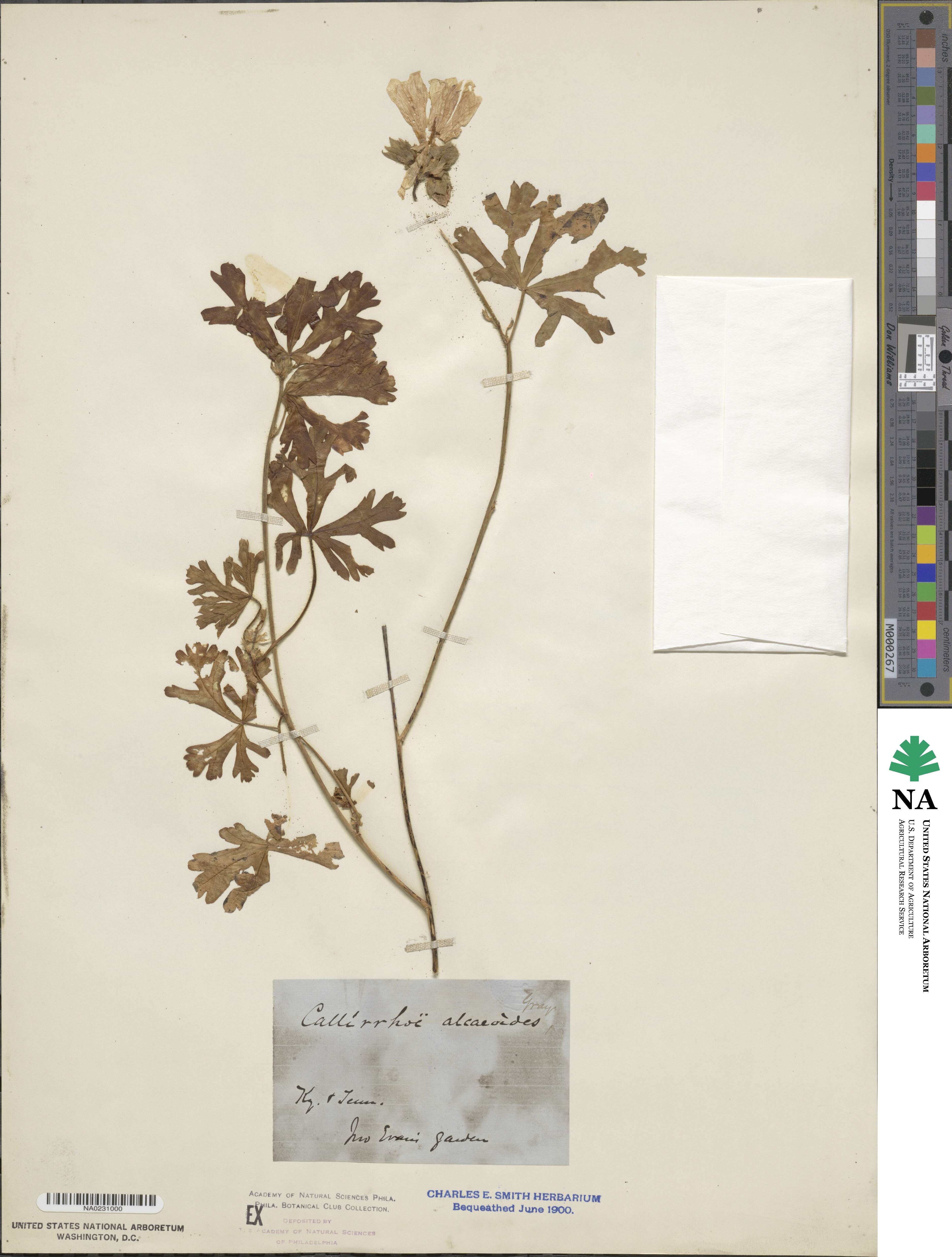 Callirhoe alcaeoides image