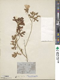 Callirhoe alcaeoides image