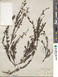 Daboecia cantabrica subsp. cantabrica image