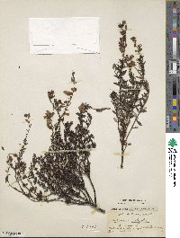 Daboecia cantabrica subsp. cantabrica image