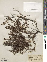 Daboecia cantabrica subsp. cantabrica image