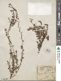 Daboecia cantabrica subsp. cantabrica image