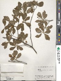 Enkianthus campanulatus image