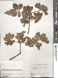 Enkianthus campanulatus image