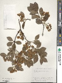 Enkianthus campanulatus image