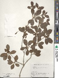 Enkianthus campanulatus image