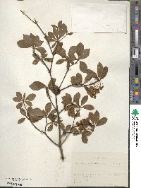 Enkianthus campanulatus image