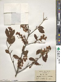 Enkianthus campanulatus image