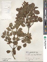 Enkianthus campanulatus image