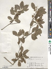 Enkianthus campanulatus image