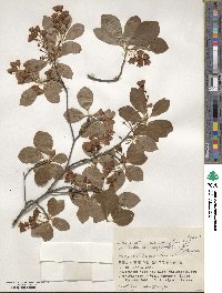 Enkianthus campanulatus image