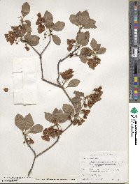 Enkianthus campanulatus image