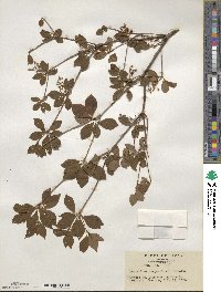 Enkianthus campanulatus image