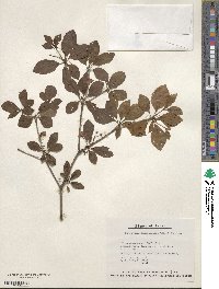 Enkianthus campanulatus image