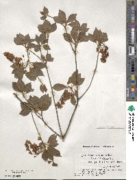 Enkianthus campanulatus image