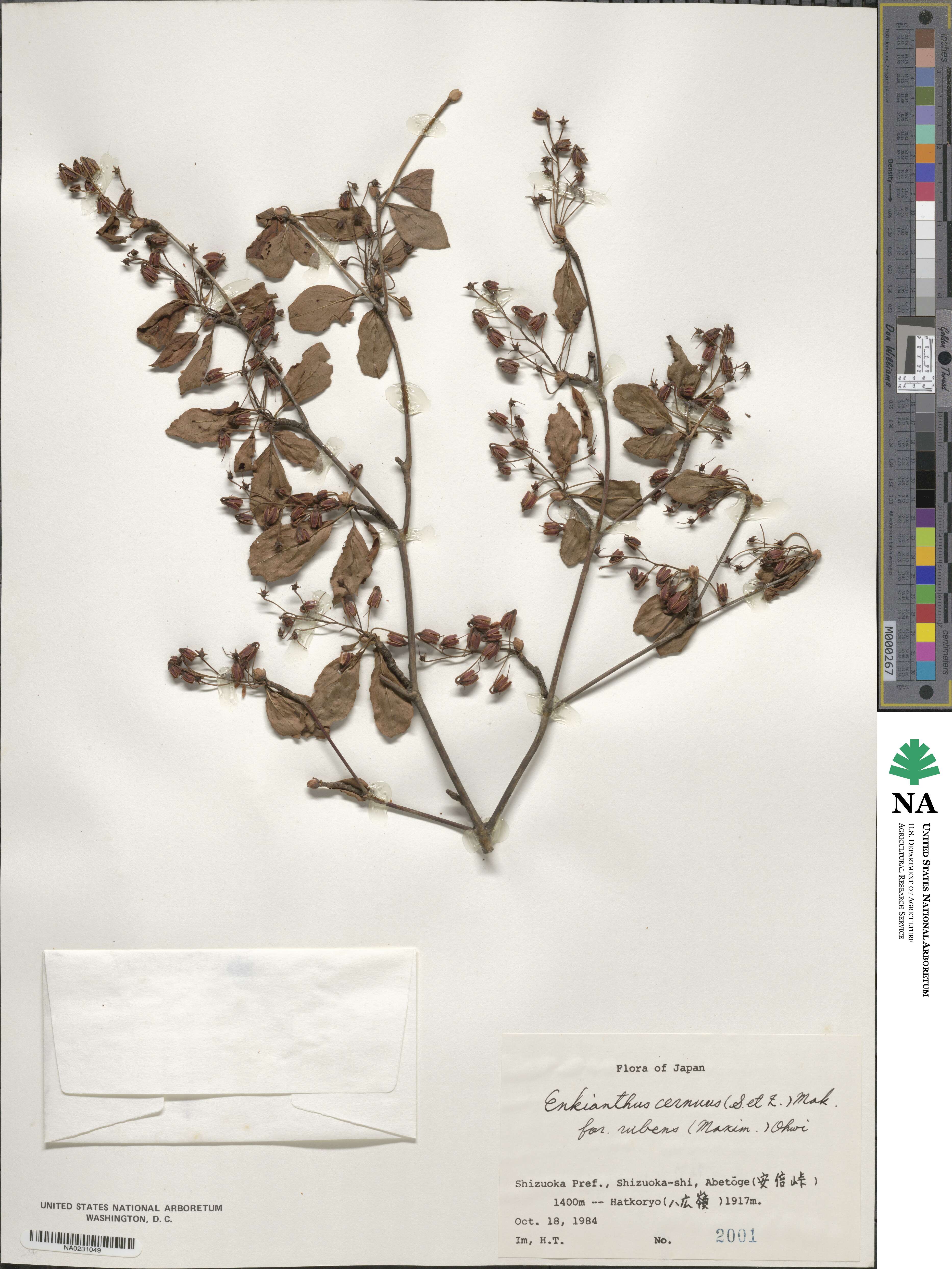Enkianthus cernuus image