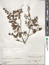 Enkianthus cernuus image