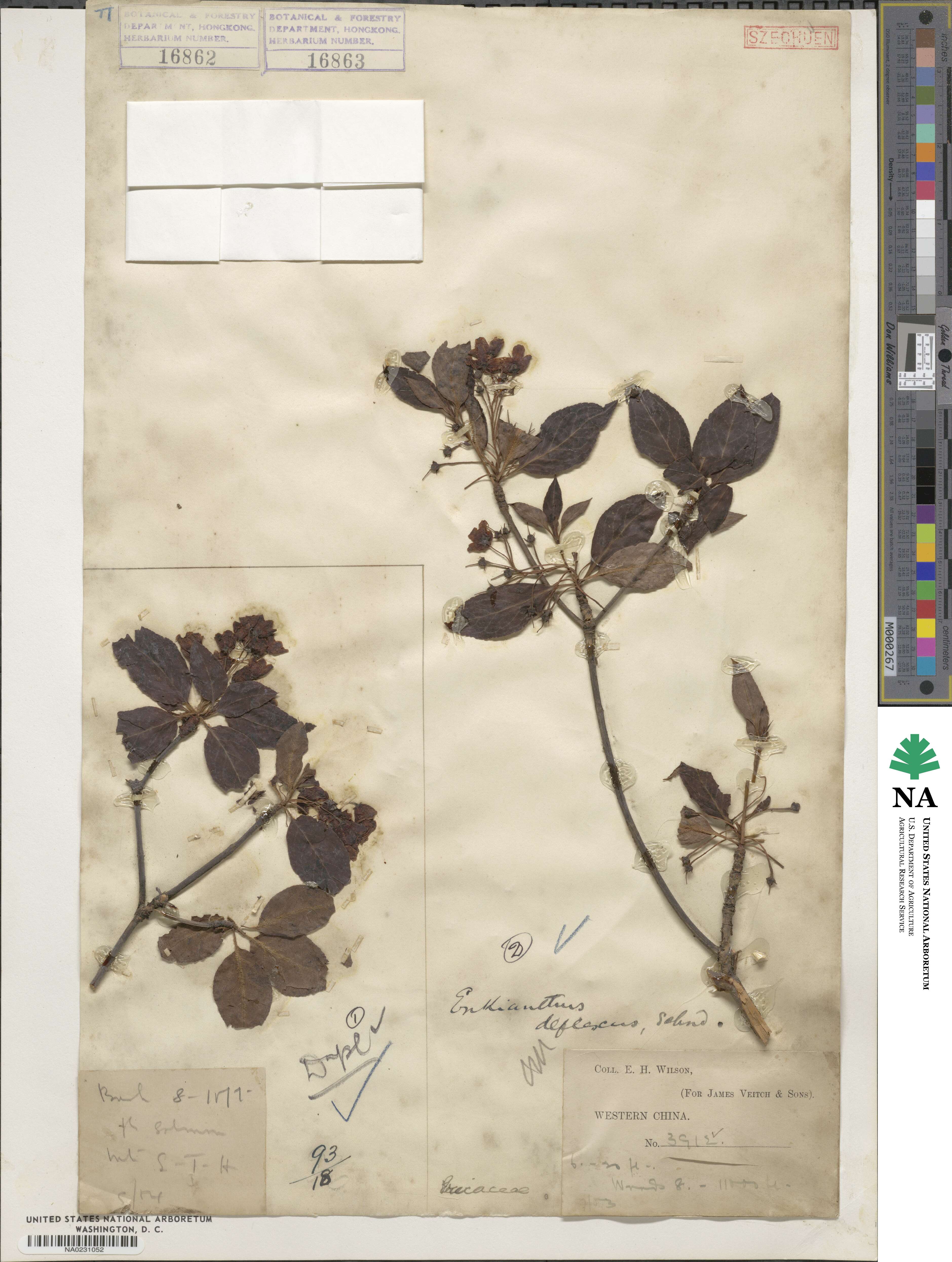 Enkianthus deflexus image