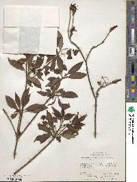 Enkianthus deflexus image