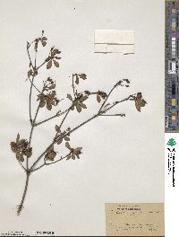 Enkianthus perulatus image